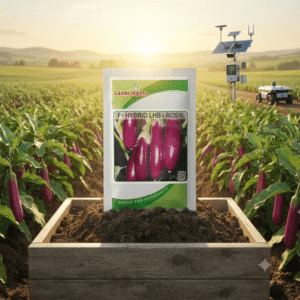 LHB-Rosy Brinjal F1 Hybrid Laxmi Inputs (10 GM)